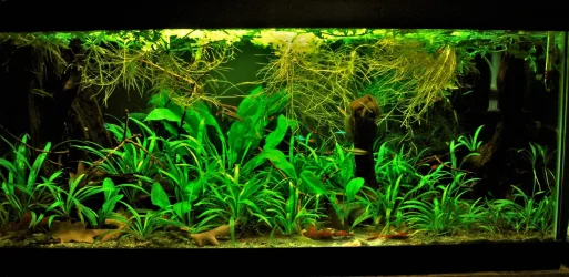 40g March 21-18.webp