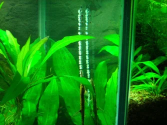 Farlowella spawn 2 (1).webp