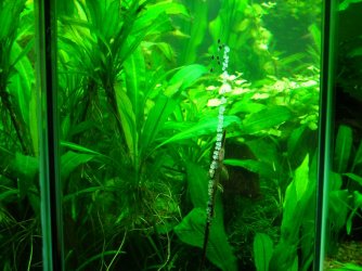 Farlowella spawn 2 (2).JPG