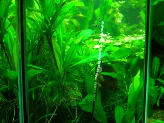 Farlowella spawn 2 (2).webp