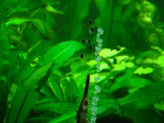 Farlowella spawn 2 (3).webp