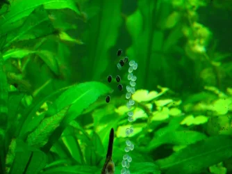 Farlowella spawn 2 (4).webp
