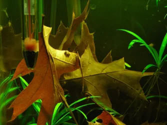 Farlowella fry Aug 2013 (3).webp