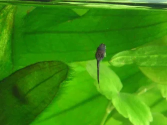 Farlowella fry (3).webp