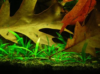Pygmy Cory & Farlowella fry Sep 30-14.webp