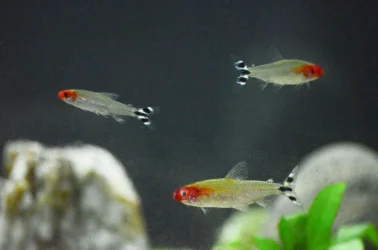 rummy-nose-tetras.webp