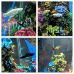 20180419_140414-COLLAGE.webp