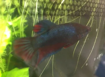 blue_betta.webp