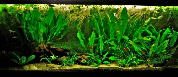 70g April 20-18 (1).webp