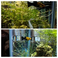 20180507_150753-COLLAGE.webp