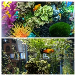 20180507_150732-COLLAGE.webp