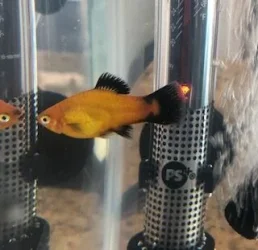 Fish.webp