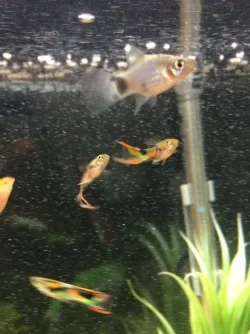 platys endler.webp