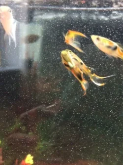 fishes endelr.webp fishes endelr.webp