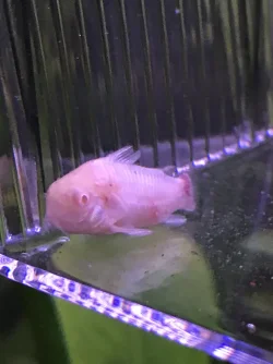 finrot cory.webp