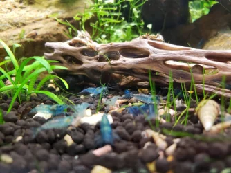 rsz_2018blueshrimp.webp