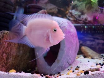 rsz_2018ballooncichlid (1).jpg