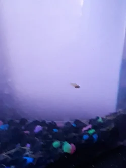 20180617_064732.webp