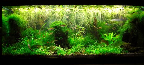 70g Nov 28-12.JPG