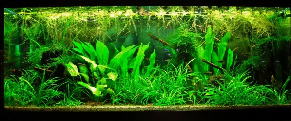 70g Feb 27-14.webp