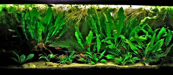 70g April 20-18 (1).webp