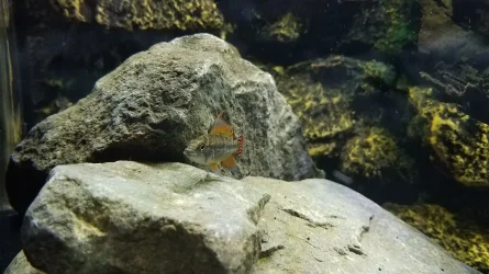 apisto1.webp