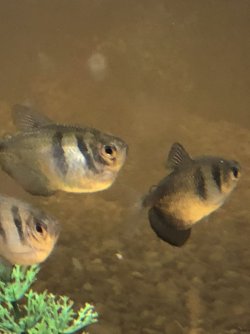 Terta.IMG_0614.jpg