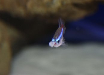 neon tetra tumor0006.jpg