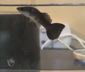 guppy.webp