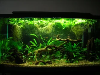 33g July 2-10 (4).webp
