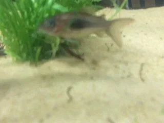 catfish 1.webp