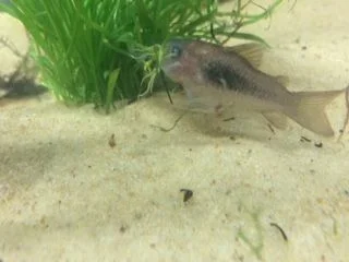 catfish 1 1.webp