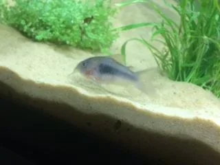 catfish 2.webp