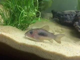 catfish 3.webp