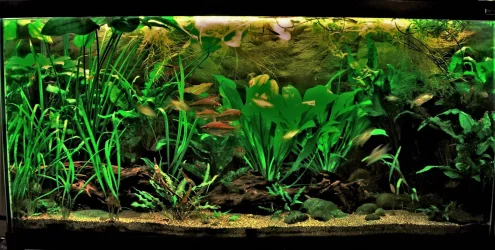 90g Aug 11-17.webp