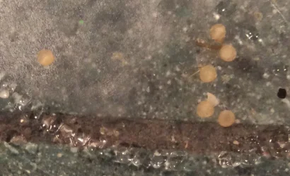 Cory eggs .webp