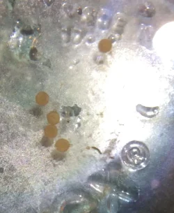 Cory eggs 2.webp