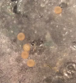 Cory eggs 3.webp