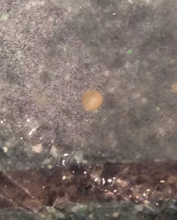 Cory eggs 4.webp