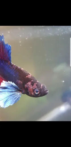 Screenshot_20180829-162150_Gallery.webp