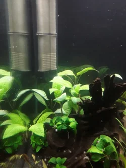 Hygrophila Corymbosa.webp