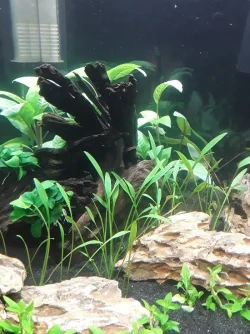 Crpytocoryne Parva.webp