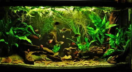 33g Aug 16-16.webp