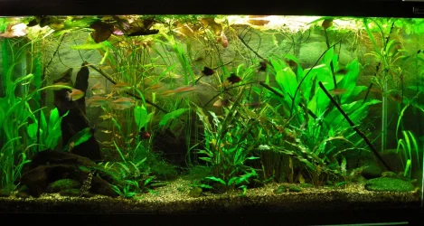 90g Feb 10-15.webp