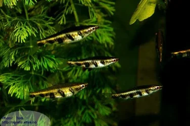 Nannostomus espei4.webp