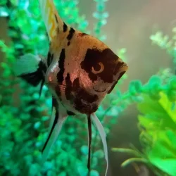20181103_224034.webp