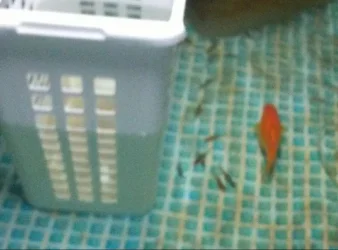 20181112_021616-1.webp