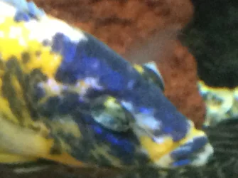 obpeacock5.webp