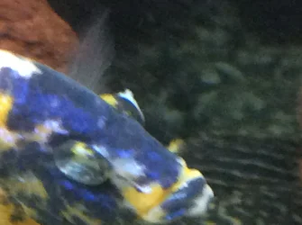 obpeacock6.webp