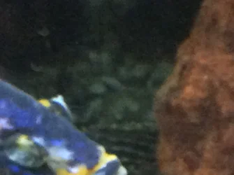 obpeacock7.webp